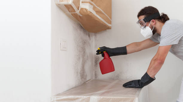 Professional Basement Mold Remediation technician working in Allport, PA
