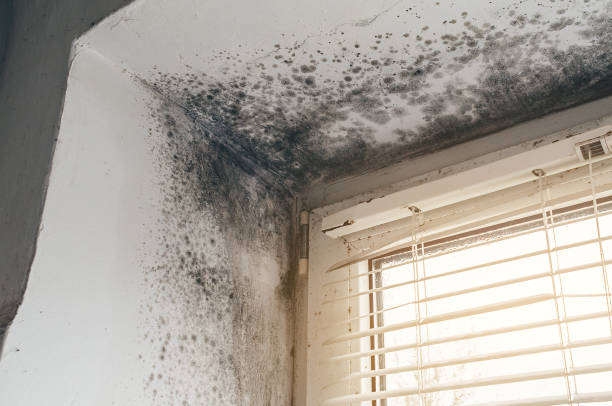 Affordable Basement Mold Remediation solutions in Allport, PA