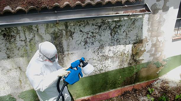 Top rated local Basement Mold Remediation specialists in Allport, PA